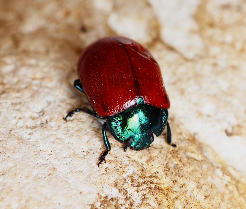 Chrysolina grossa (Chrysomelidae)