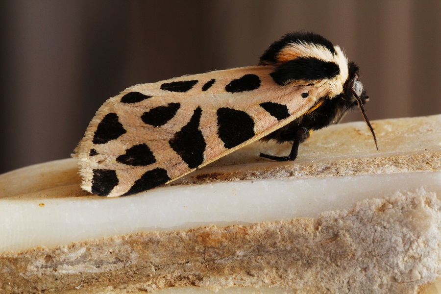 Farfalla da id - Cymbalophora pudica, Erebidae Arctiinae