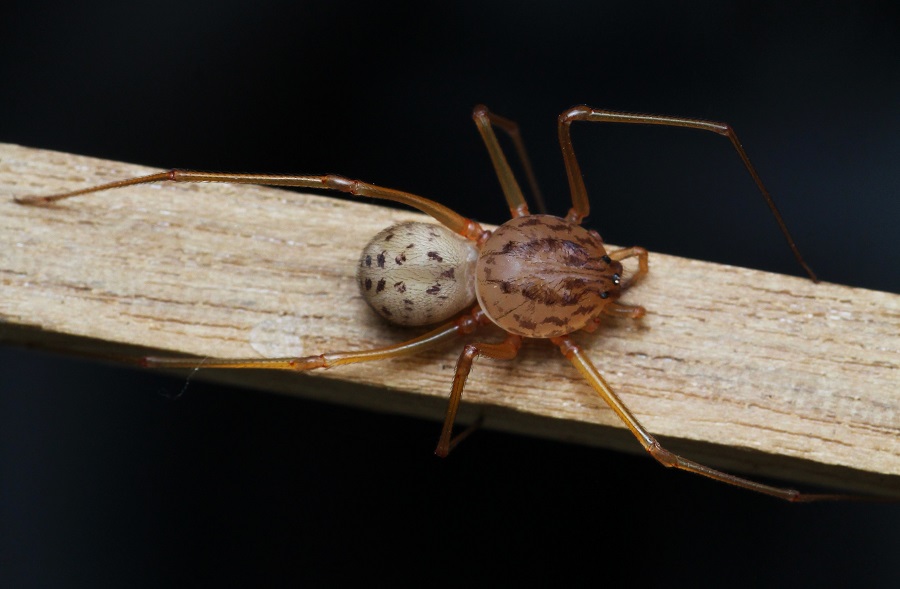 Scytodes sp. - Manfredonia (FG)