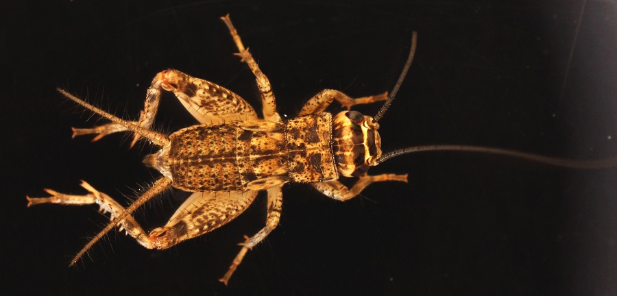 Gryllidae: Eumodicogryllus bordigalensis