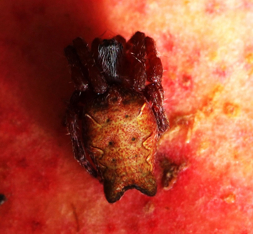 Giovane Cyrtophora citricola - Manfredonia (FG)