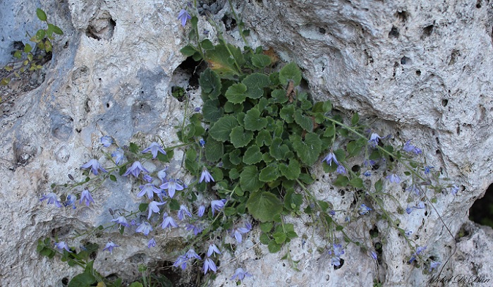 Campanula garganica/Campanula del Gargano