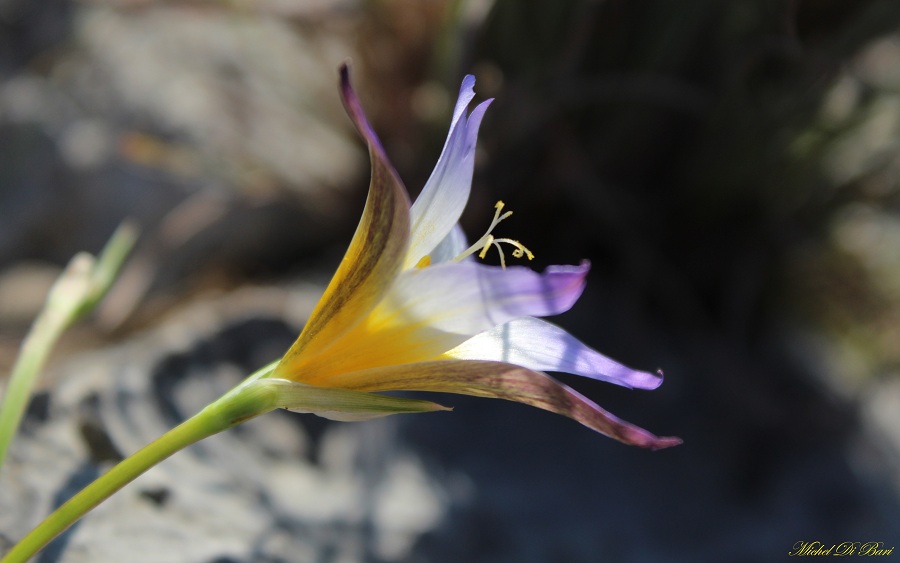 Romulea bulbocodium