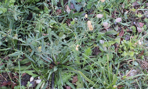 Quale silene? Silene vulgaris