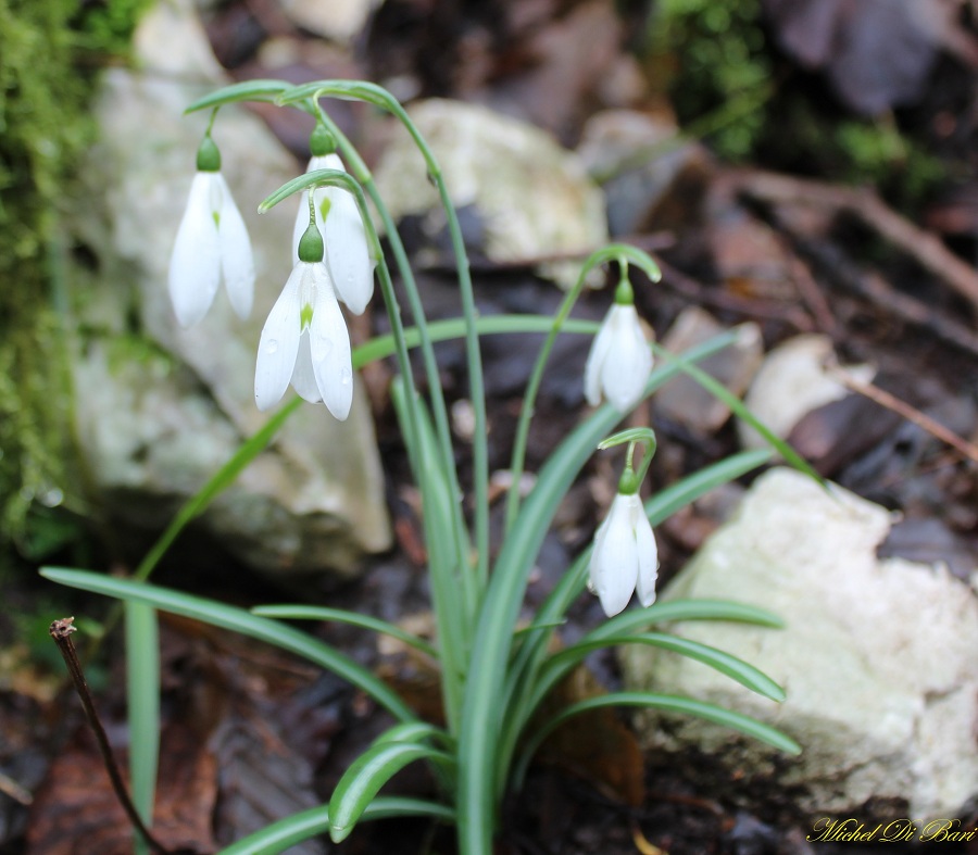 Galanthus nivalis