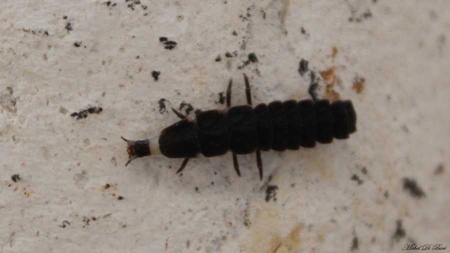larva di Lampyris noctiluca