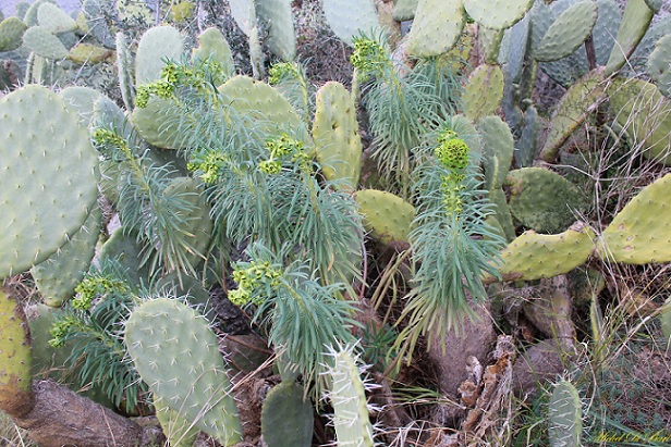 Euphorbia characias