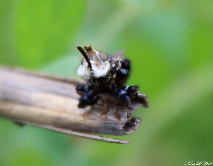 Conopidae: Myopa picta
