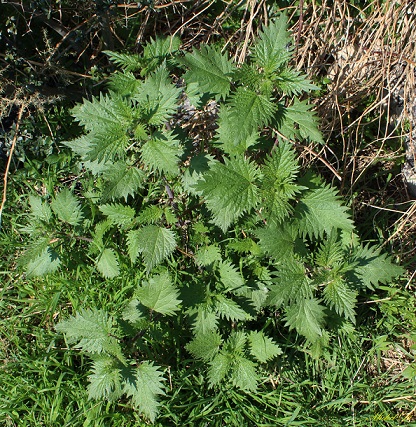 Urtica pilulifera