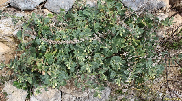 Hyoscyamus albus