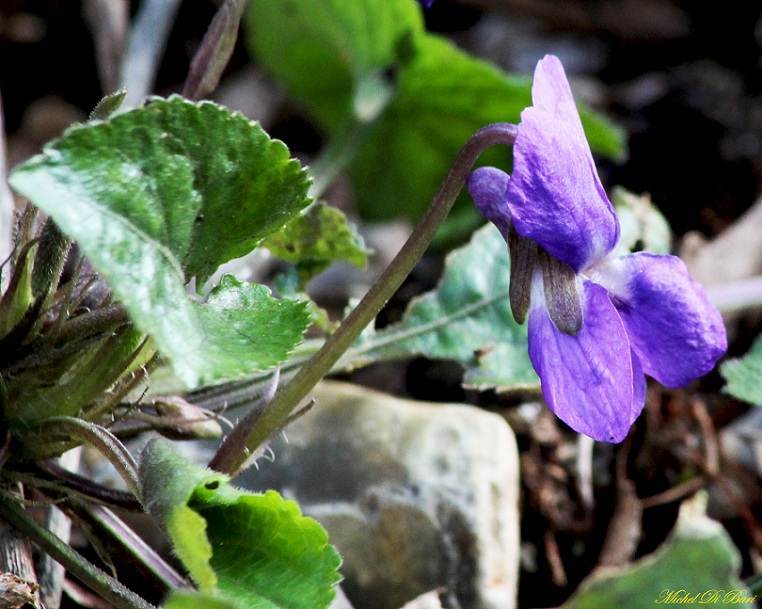 viola alba subsp. dehnhardtii