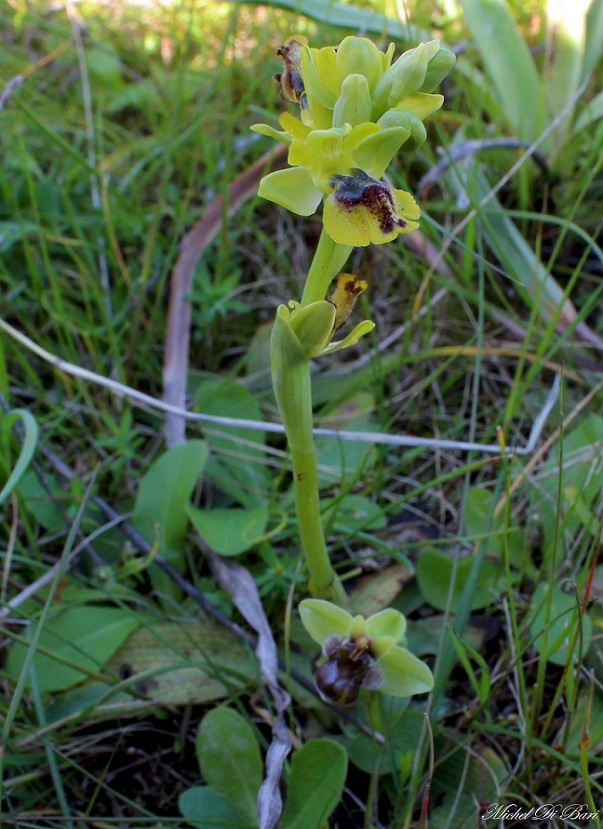 Ophrys da Id