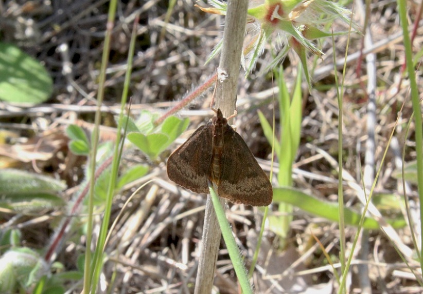 da determinare - Uresiphita gilvata