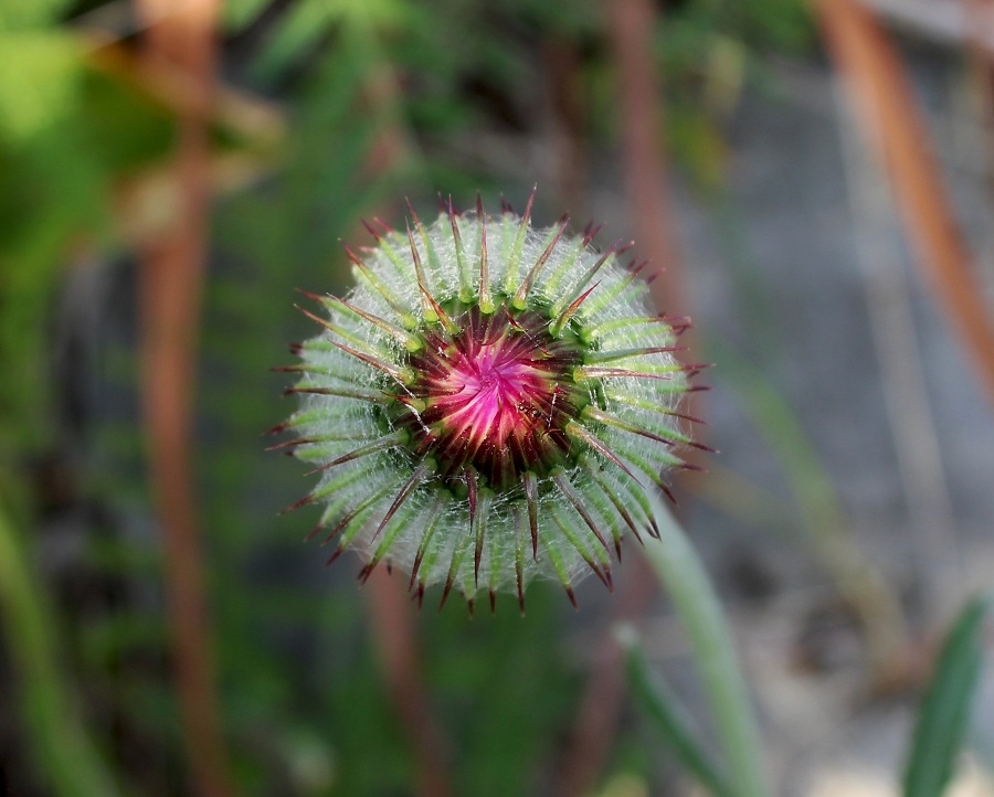 Pianta da determinare - Carduus sp.