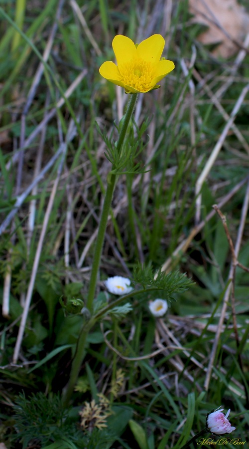 Manfredonia Gargano - Ranunculus millefoliatus