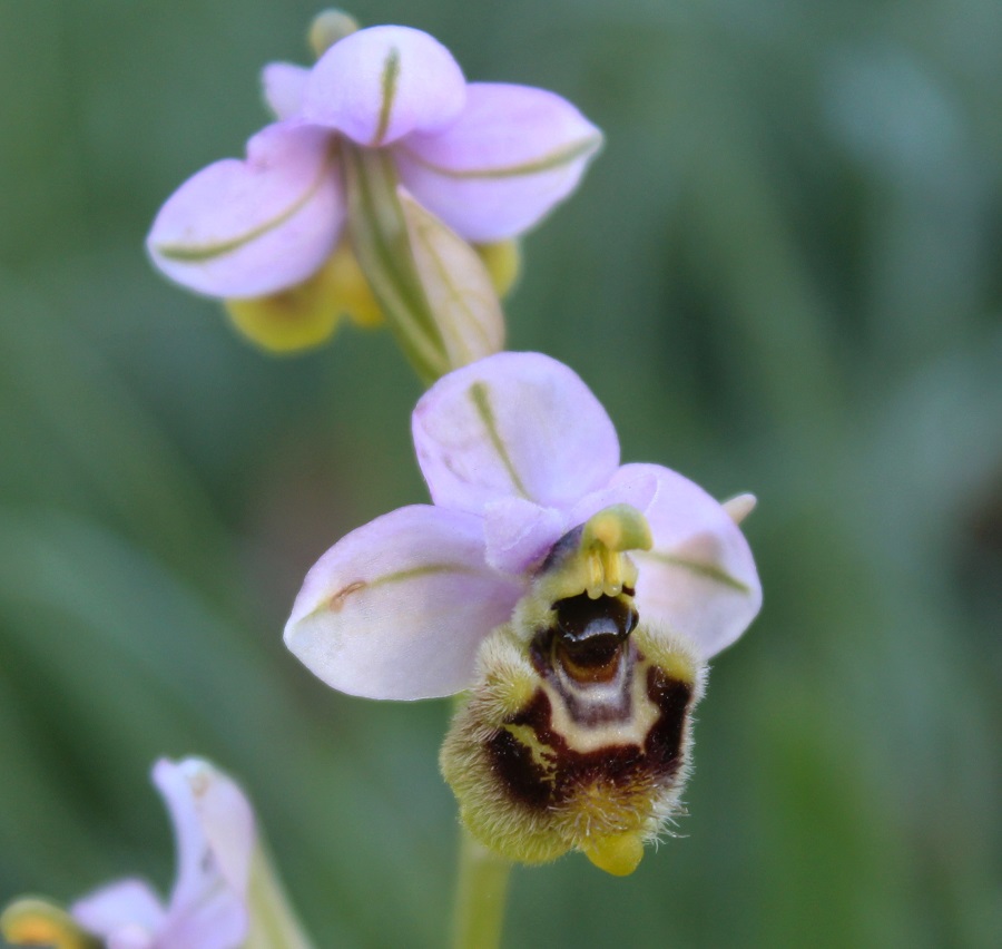 Tomaiolo Gargano - Ophrys tenthredinifera