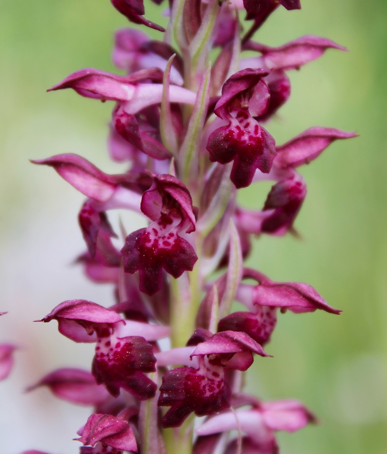 Anacamptis coriophora / Orchide cimicina