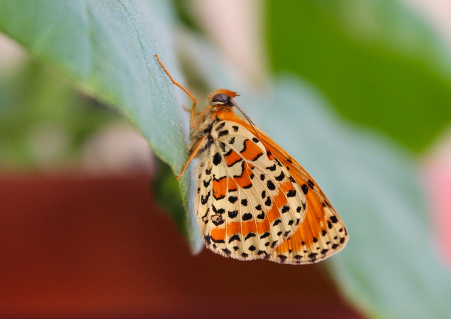 Melitaea didyma