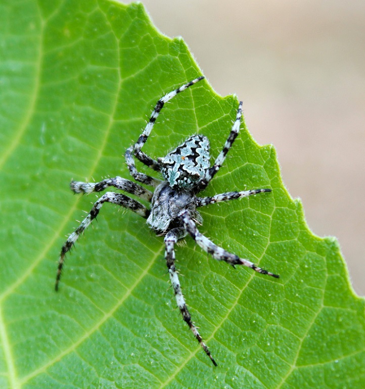 Maschio di Araneus circe - Ruggiano (FG)