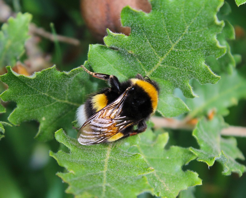 Quale bombo? Bombus (Bombus) sp. e Psithyrus sp. (cfr)