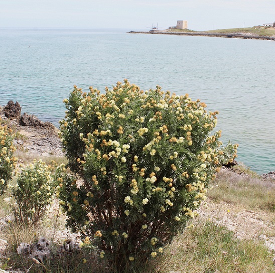Anthyllis barba-jovis / Vulneraria barba di Giove