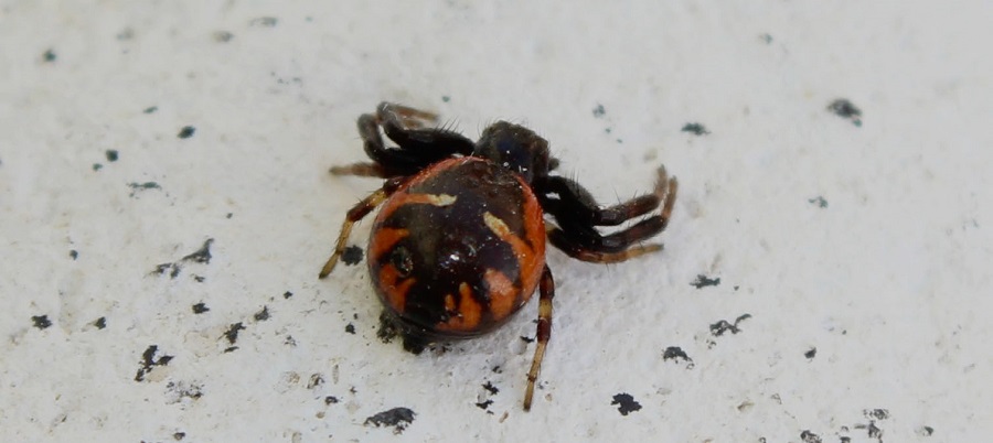 Synema globosum - Manfredonia (FG)