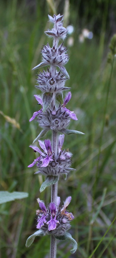 Stachys cretica / Betonica di Creta