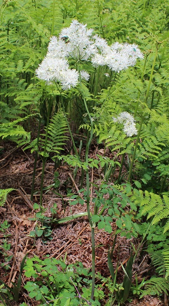 Thalictrum aquilegiifolium