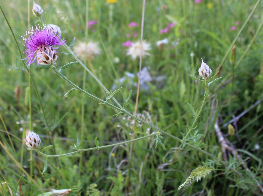 Centaurea deusta / Fiordaliso cicalino