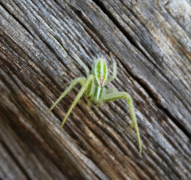 Heriaeus oblongus - Cagnano Varano (FG)