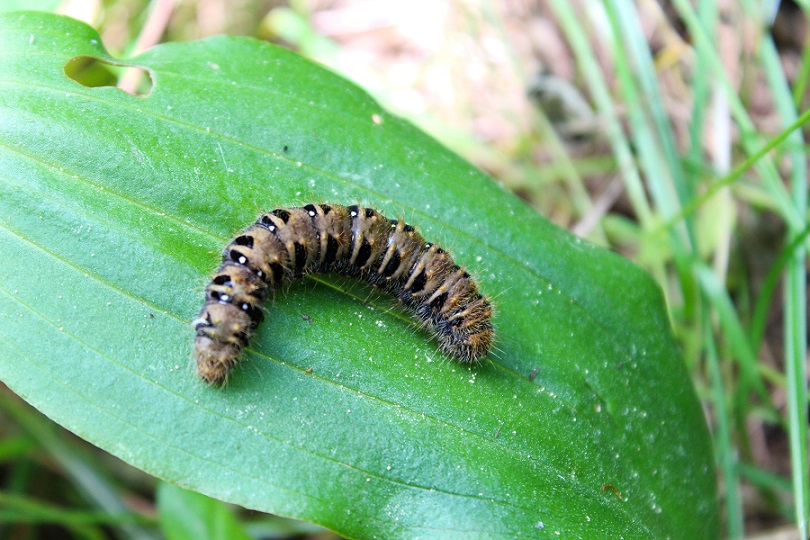 Bruco da id - Lemonia taraxaci