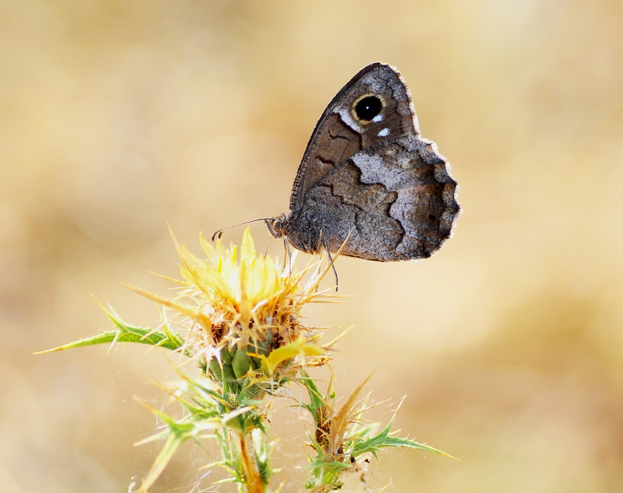 Da id - Hipparchia (Neohipparchia) statilinus