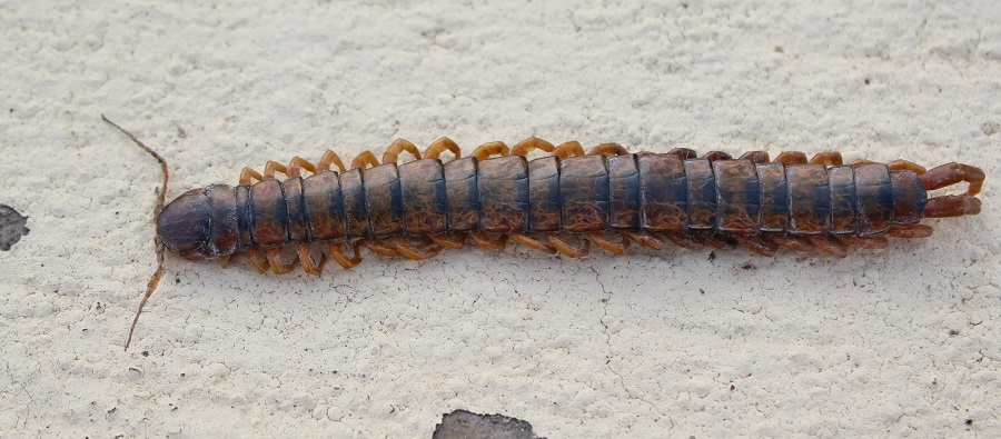 Scolopendra ?