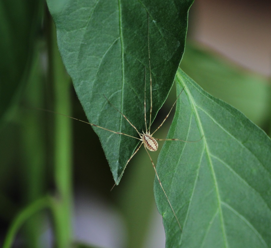 Opilio sp.