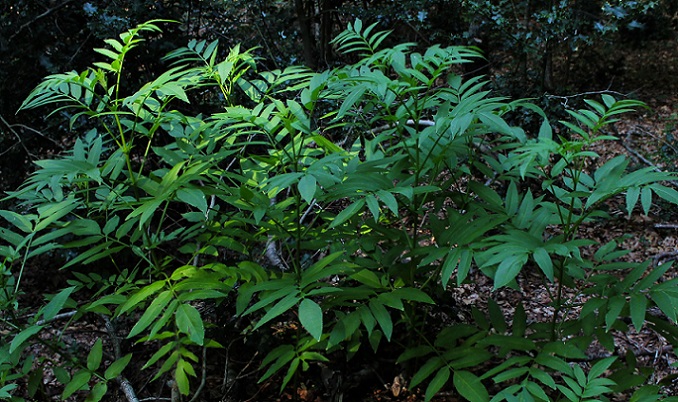 Sambucus ebulus