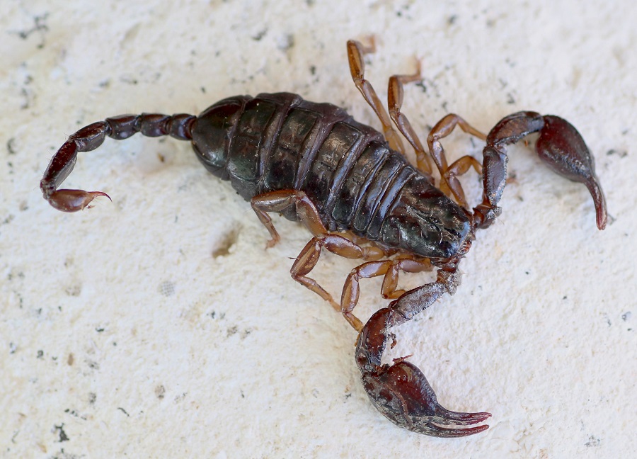 Euscorpius garganicus da Gargano, Puglia