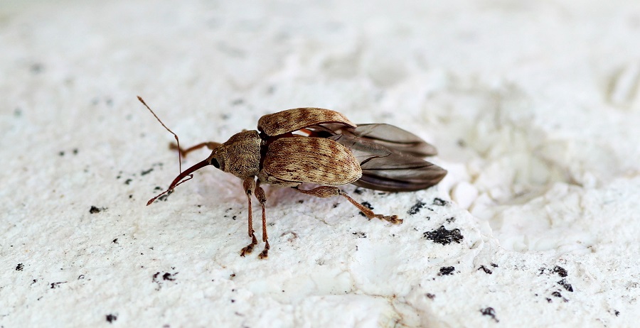 Curculio venosus (cfr.) Curculionidae