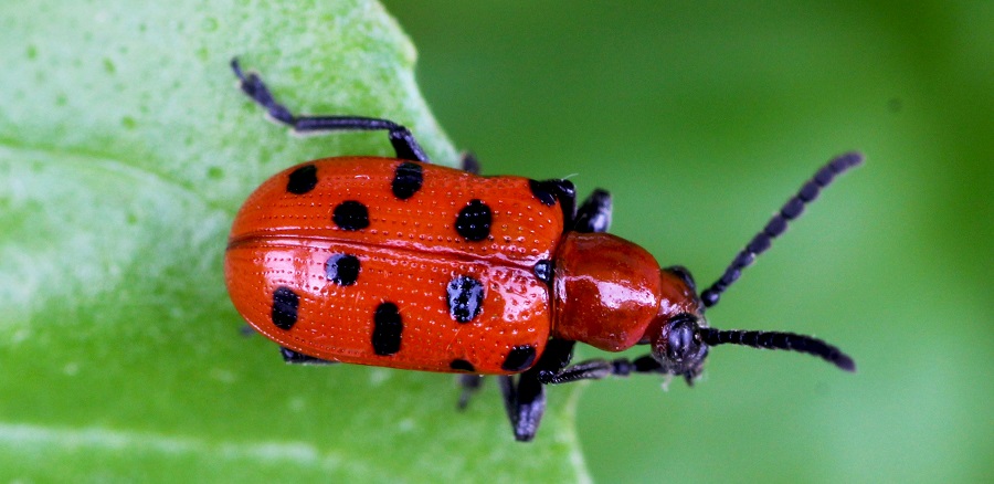 Crioceris duodecimpunctata, Chrysomelidae
