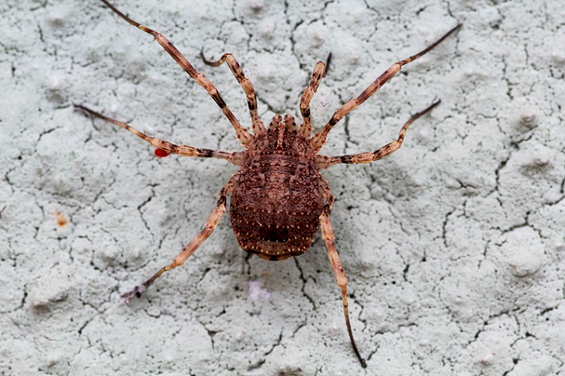 Odiellus cf.  spinosus  (Phalangiidae)