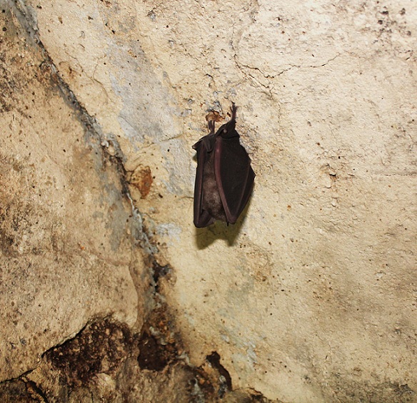 Pipistrello da id