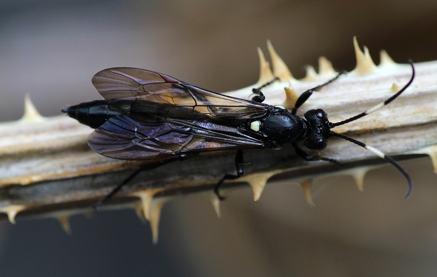 Ichneumonidae Ichneumoninae, femmine: gen. indet. e Lymantrichneumon disparis