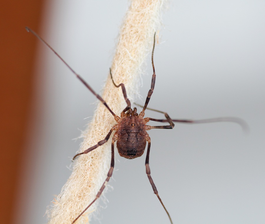 Odiellus coronatus (Phalangiidae)