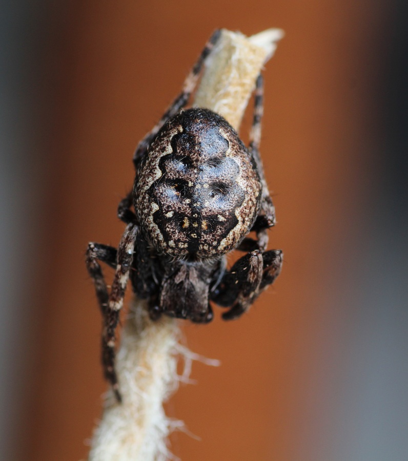 Nuctenea umbratica  - Ruggiano Gargano (FG)