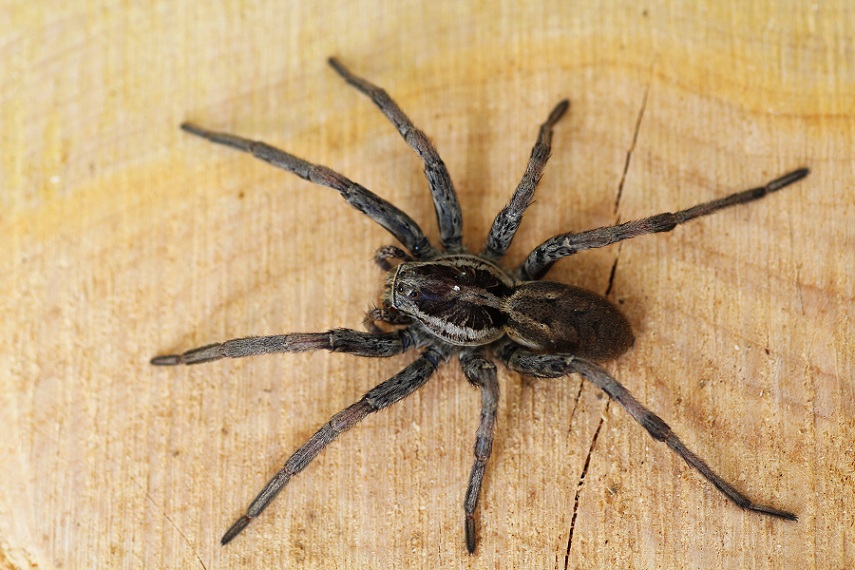 Hogna radiata, da vicino  -  Foresta Umbra Gargano (FG)