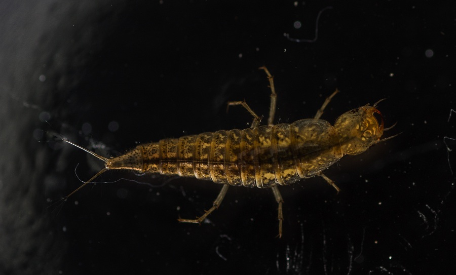 Larva di Dytiscidae: Hydaticus cfr. leander