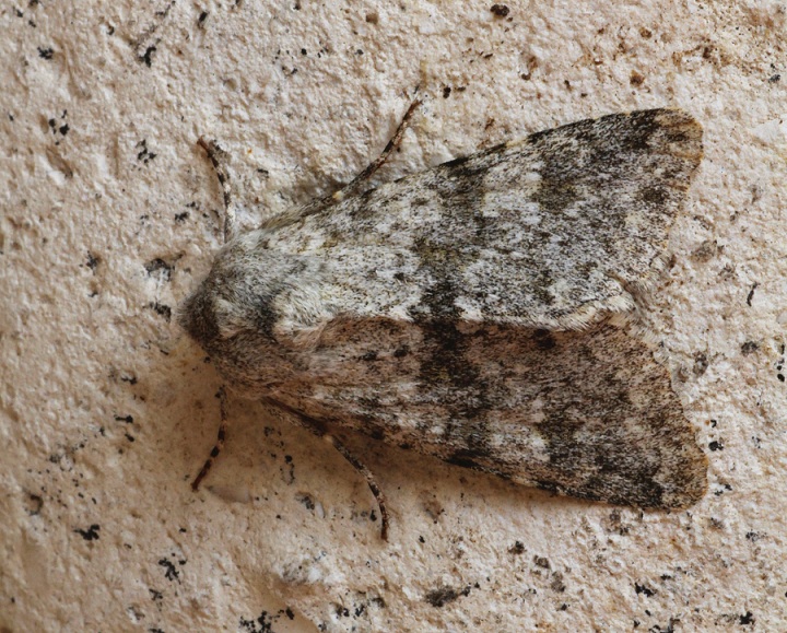 Da determinare - Polymixis (Polymixis) rufocincta, Noctuidae