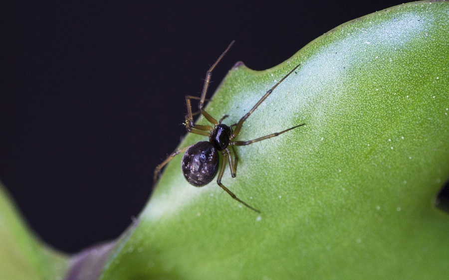Linyphiidae: cfr. Leptiphanthes sp.  - Vieste (FG)