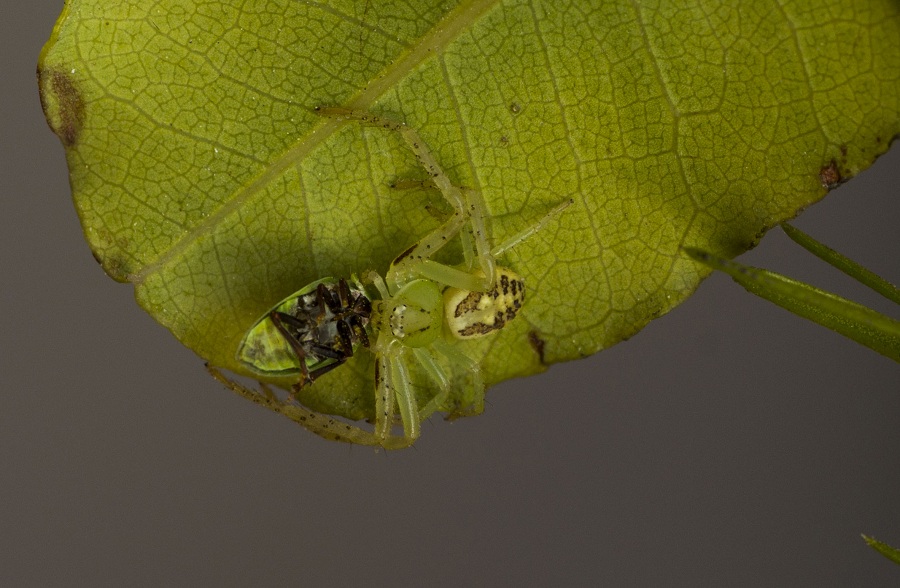 Thomisidae:  Diaea cfr. livens - Manfredonia (FG)