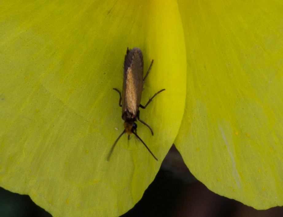 Micropterix calthella: Micropterigidae