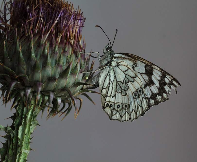 lepidottero da id - Melanargia russiae